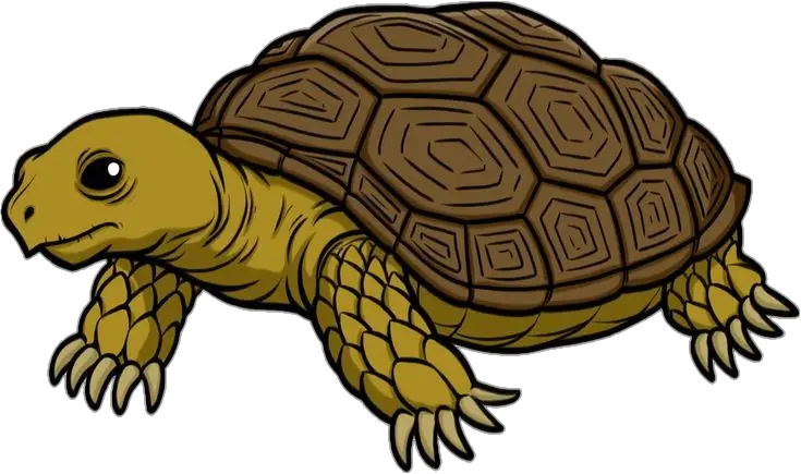 Turtle Vector Png