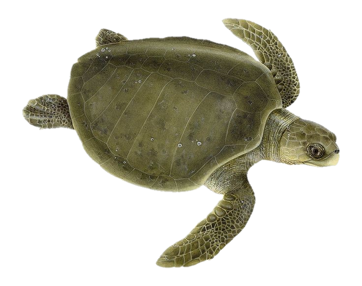 Sea Turtle Png