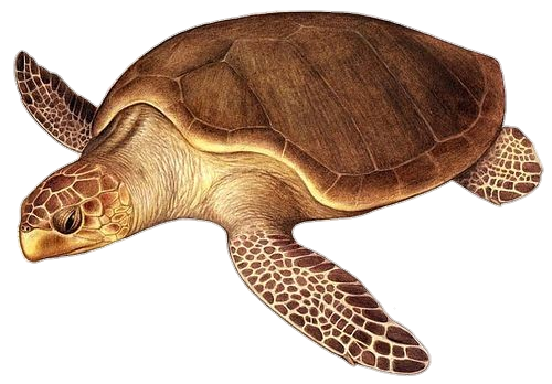 Animated Turtle Png