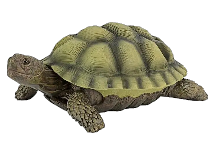 Transparent Turtle Png