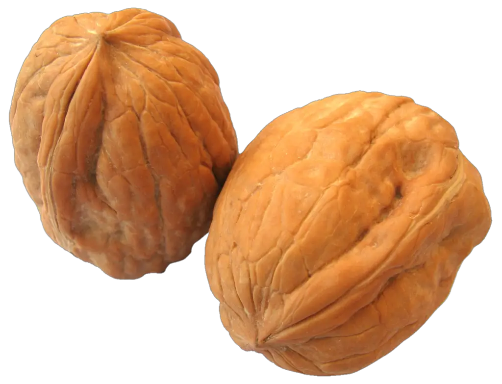 Transparent Walnut Png