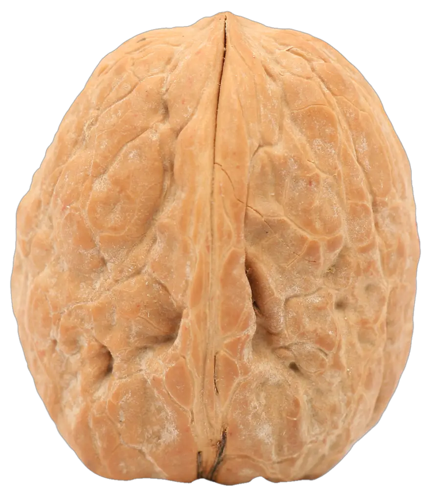 Single Walnut Png