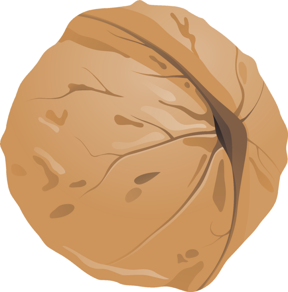 Walnut Clipart png 