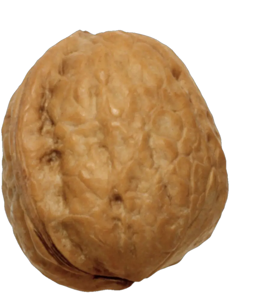 Single Walnut Png