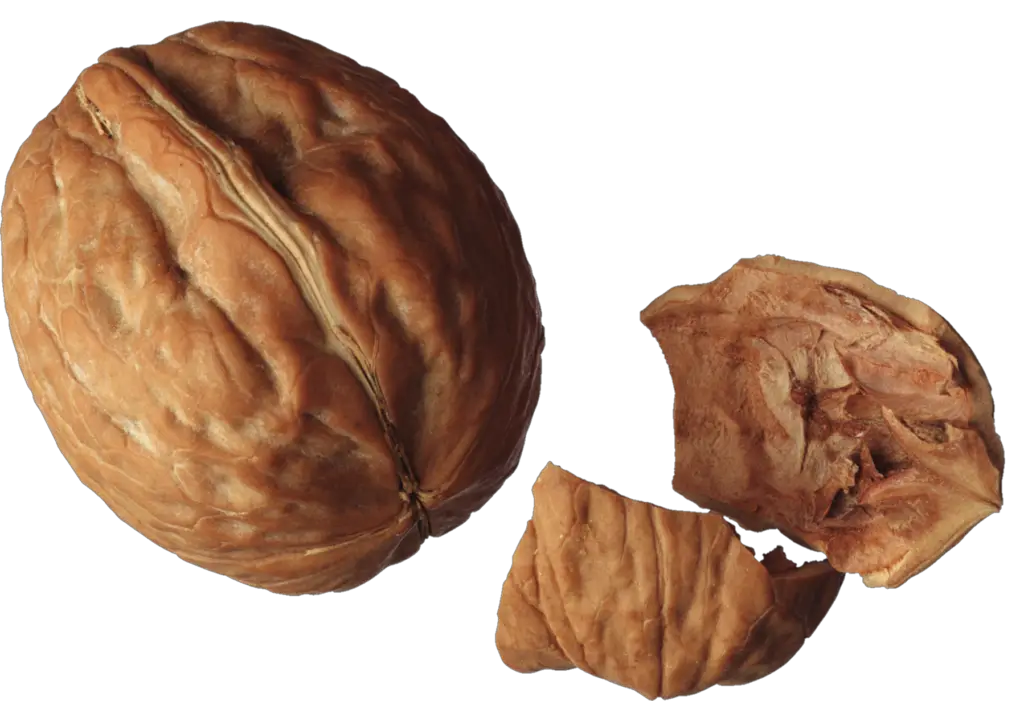 Transparent Walnut Png