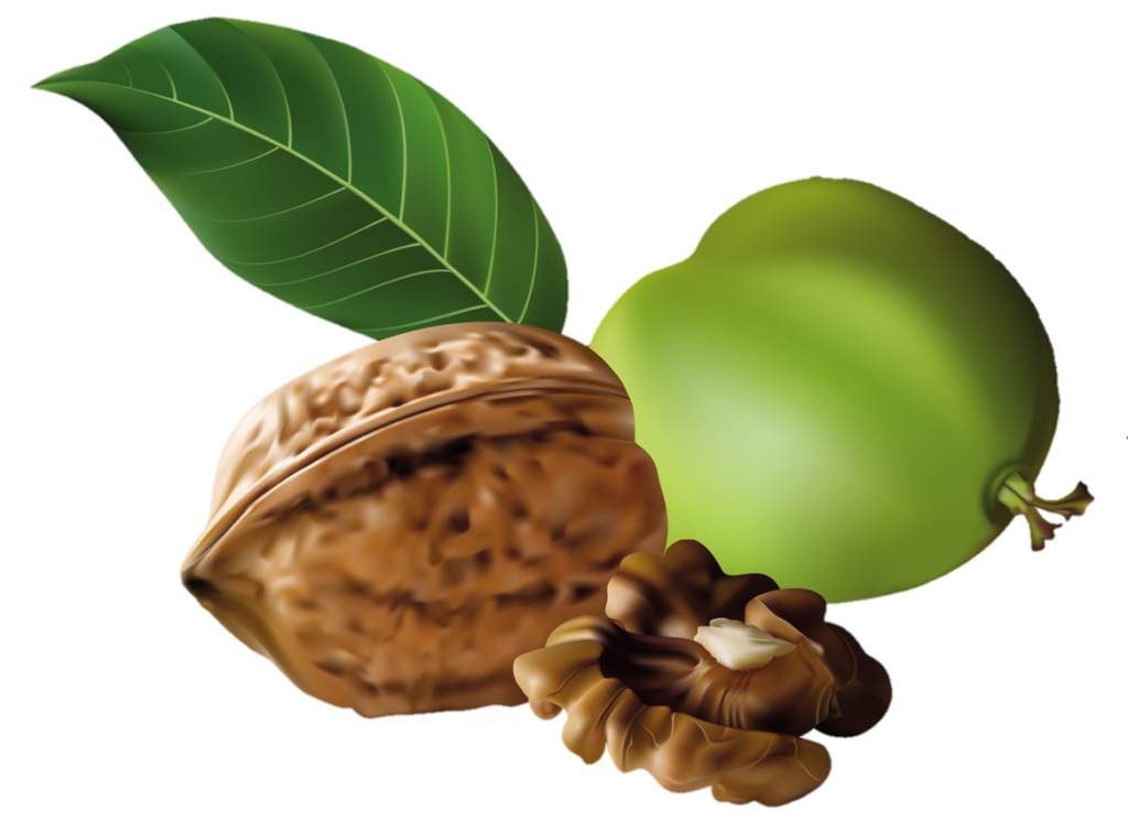 Animated Walnut Png