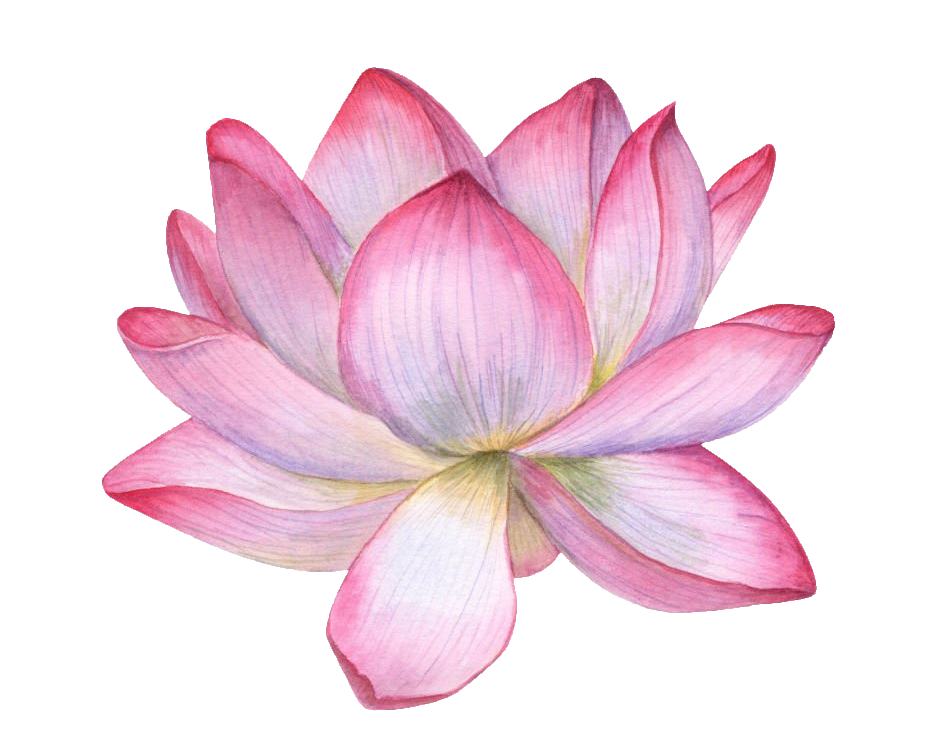 Water lily-1