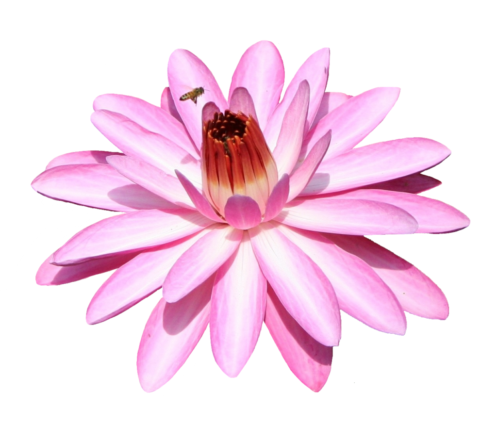 Pink Water Lily PNG