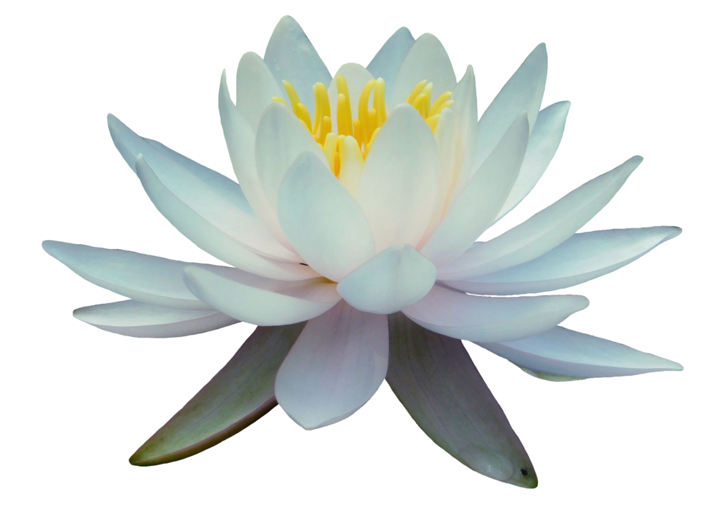 Water Lily Flower PNG