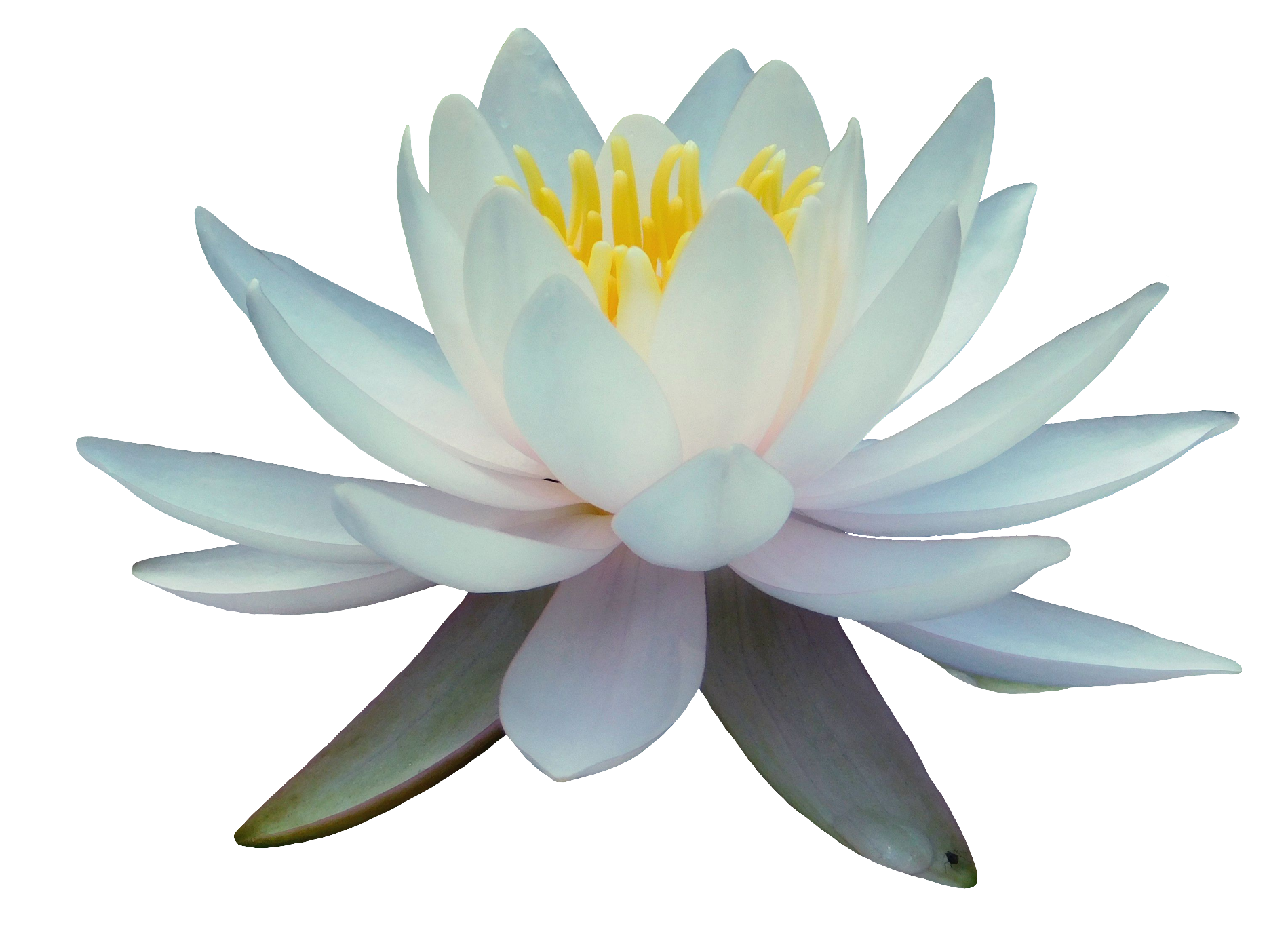 Water lily-11