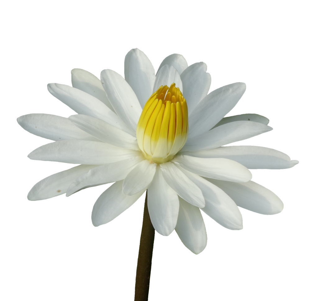 Water Lily Flower PNG