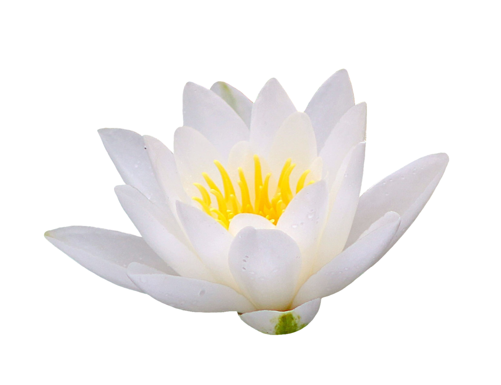 Transparent Water Lily PNG image