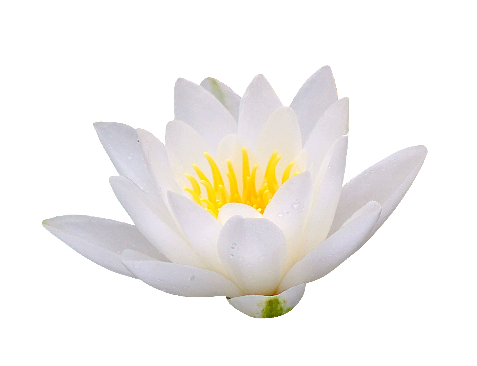 Water lily-14