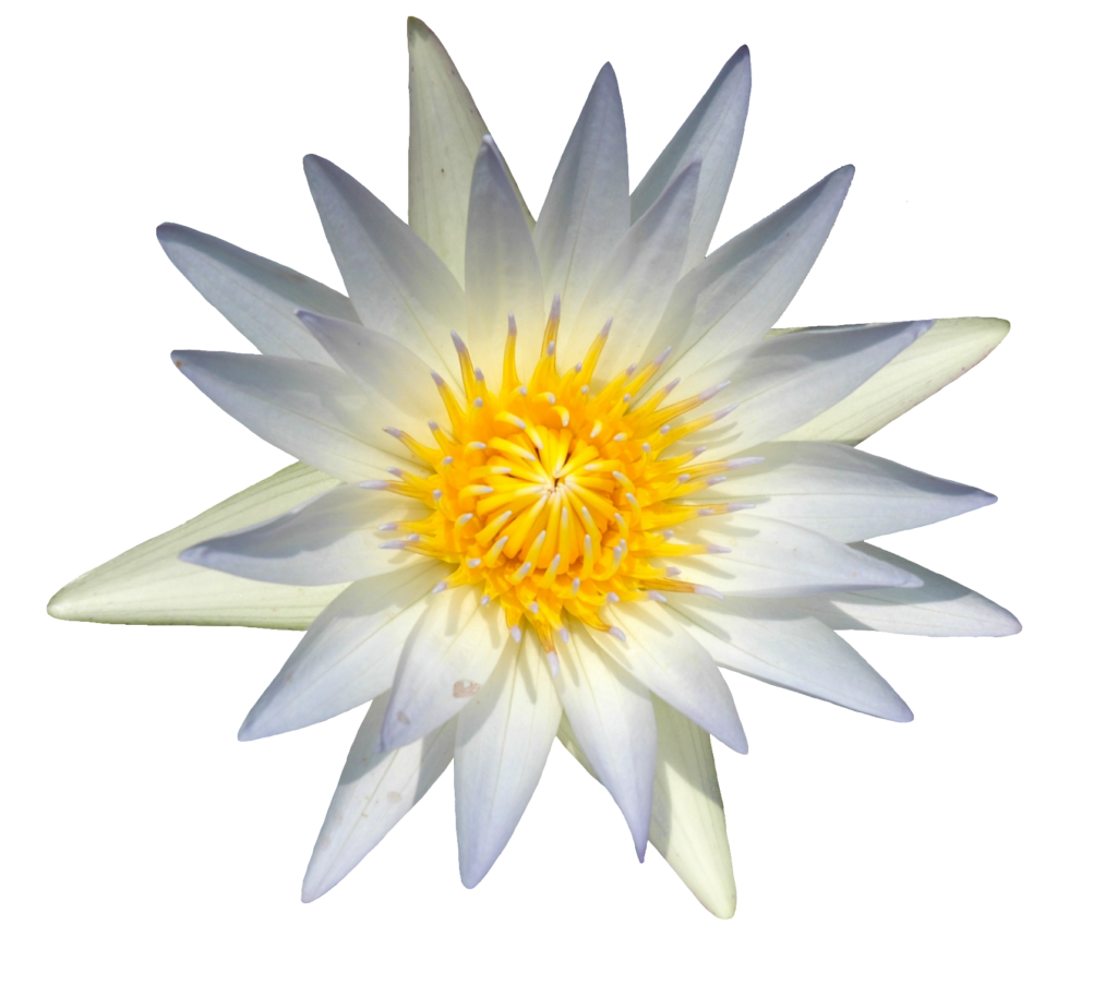 Water Lily flower PNG