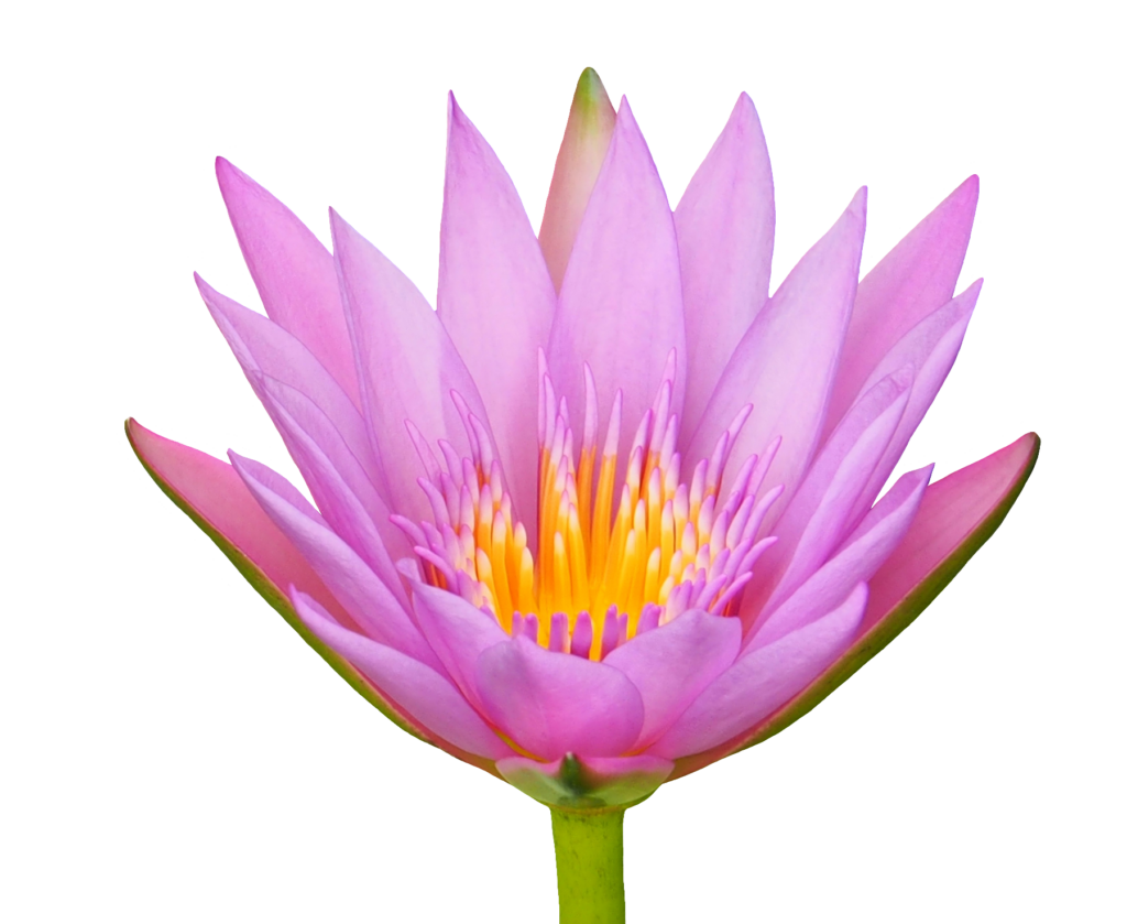 Pink Water Lily PNG