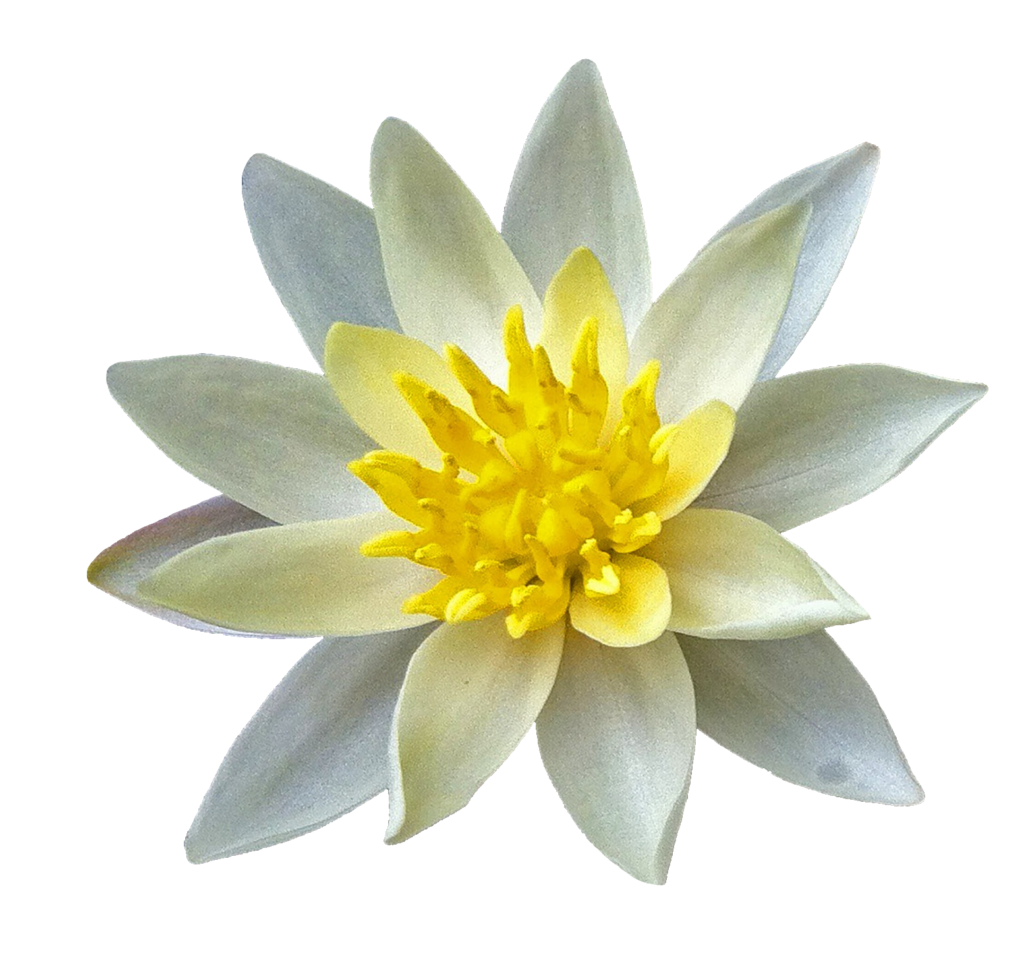 Golden Water Lily PNG