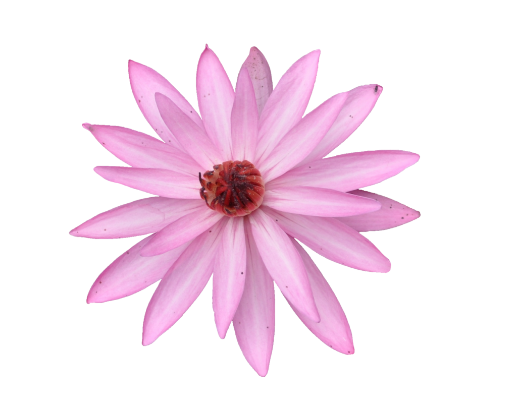 Japanese Water Lily PNG