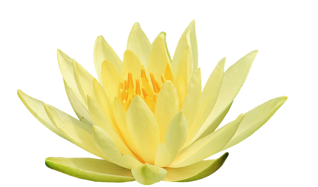 Yellow Water Lily PNG