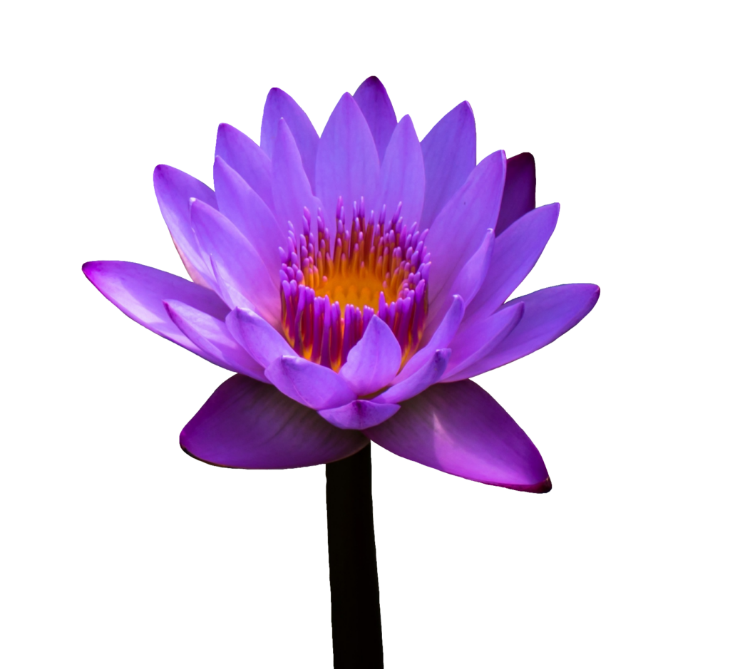 Purple Water Lily PNG