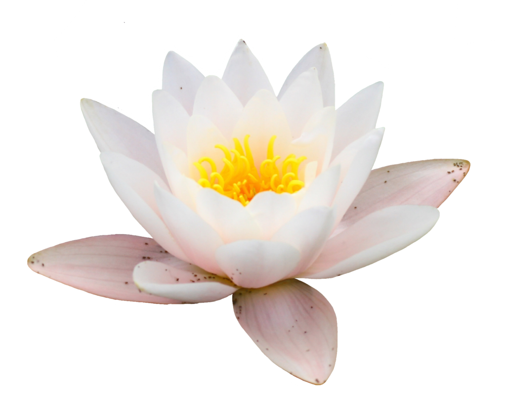 Transparent Water Lily PNG