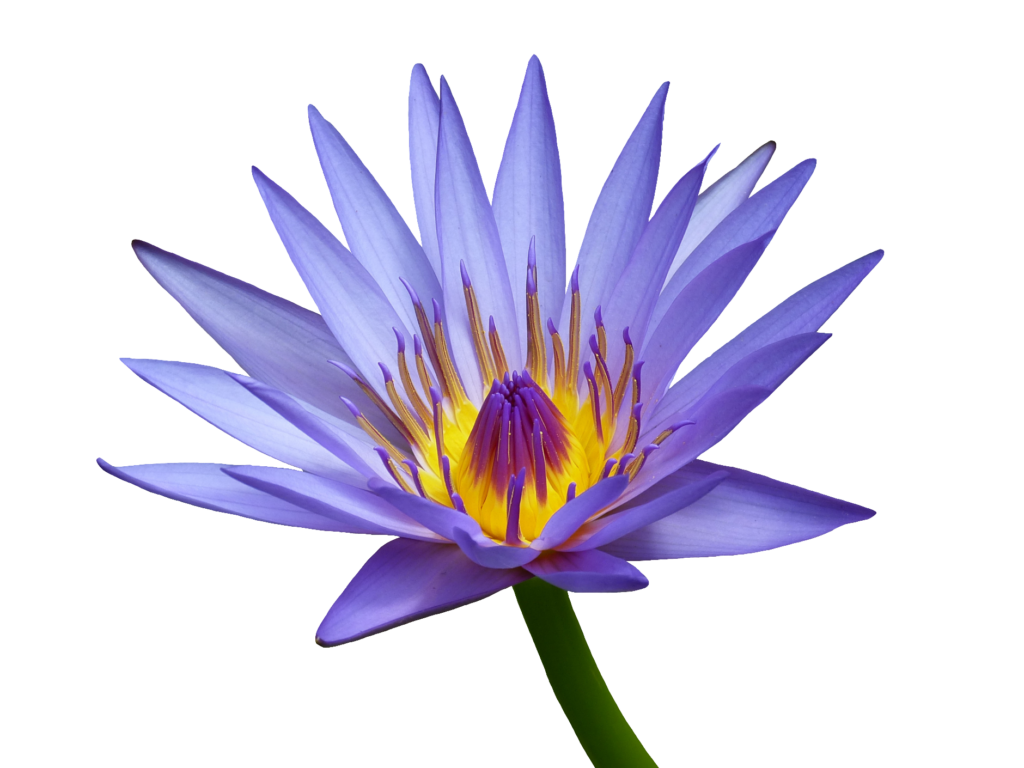 Purple Water Lily PNG