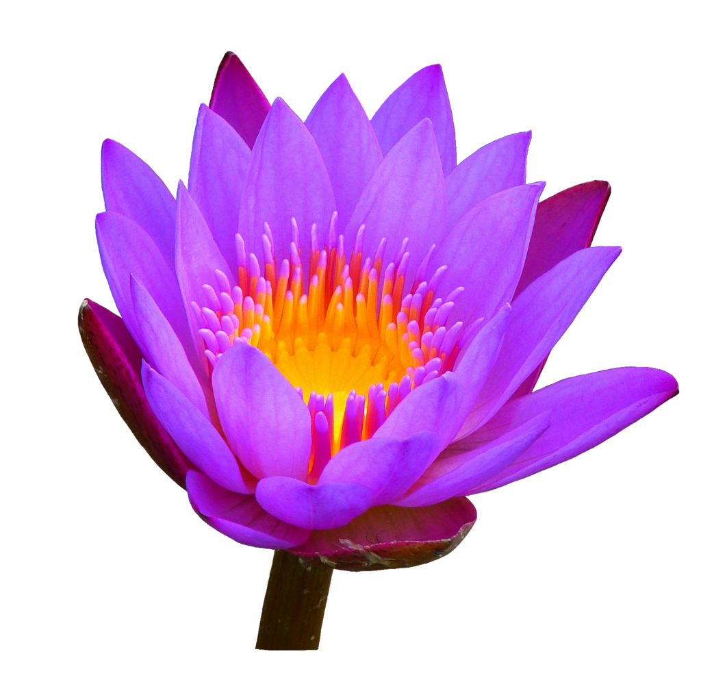 Purple Water Lily PNG