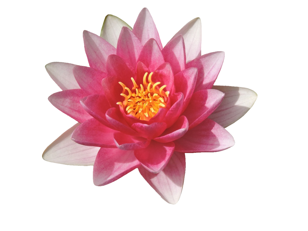 Light pink Water Lily PNG