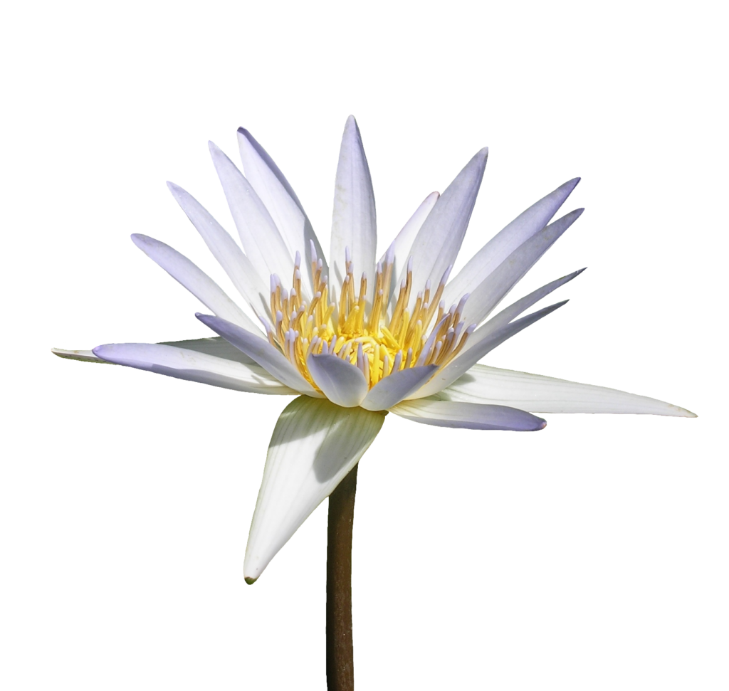 Light Purple Water Lily PNG