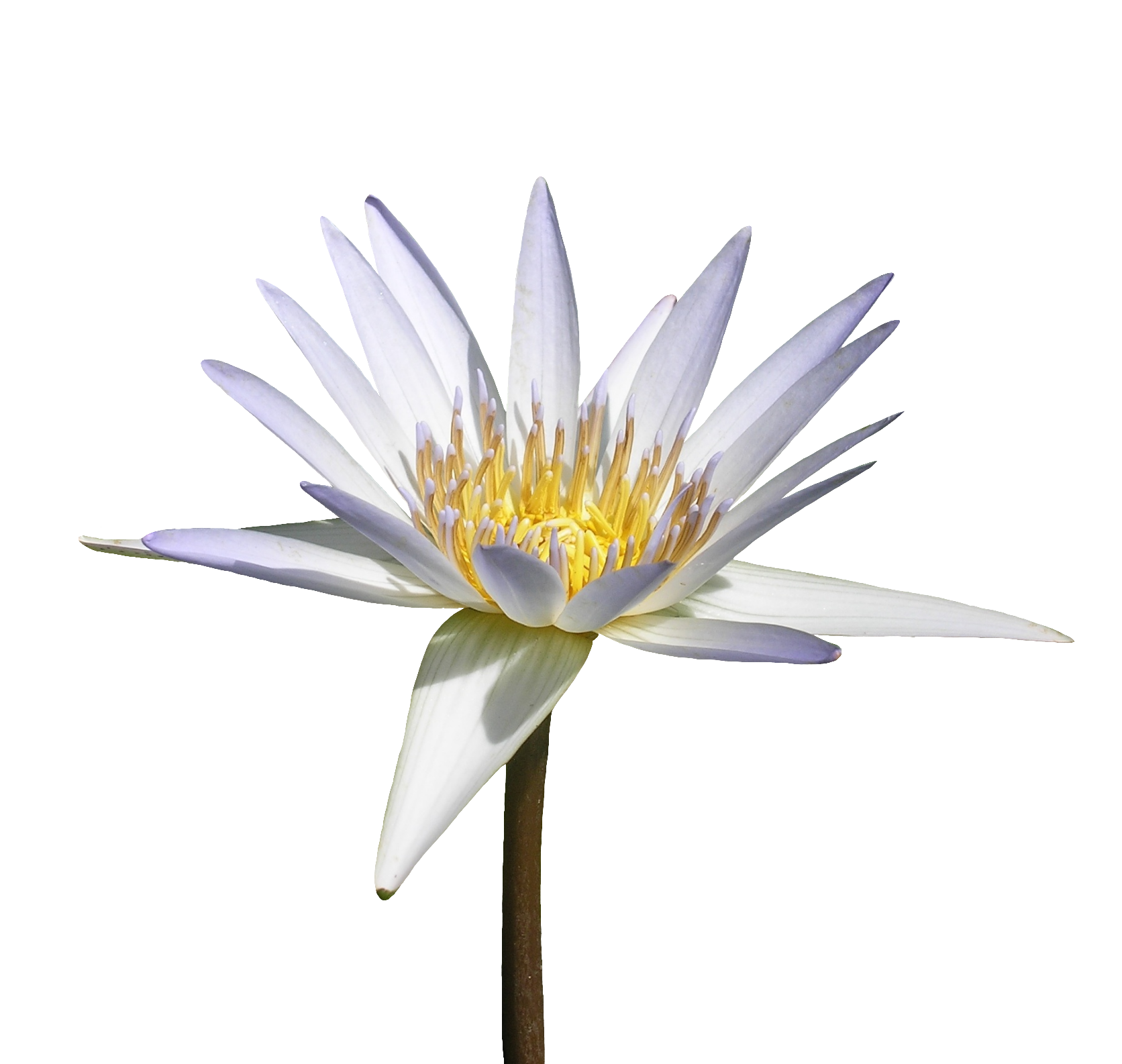 Water lily-26