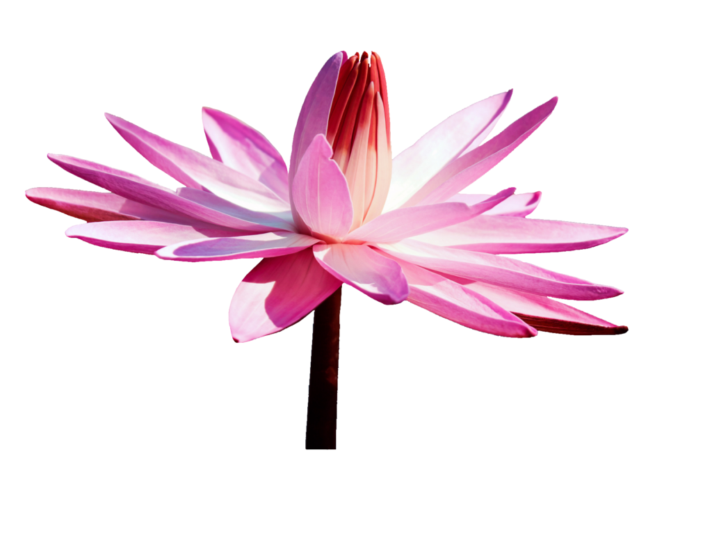 Pink Water Lily PNG