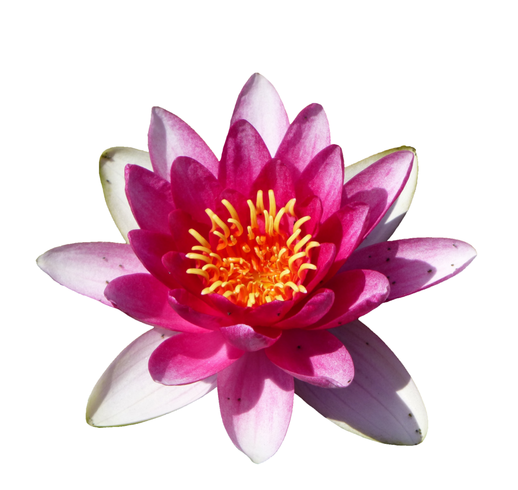 Pink Water Lily PNG