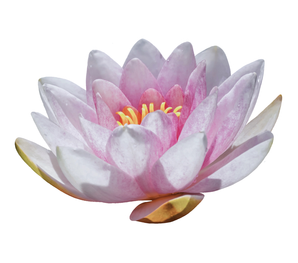 Light Pink Water Lily PNG