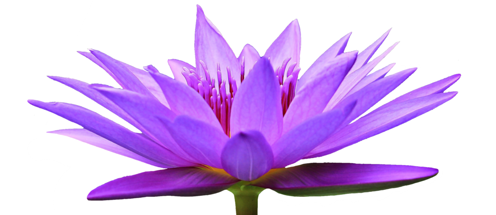 Purple Water Lily PNG