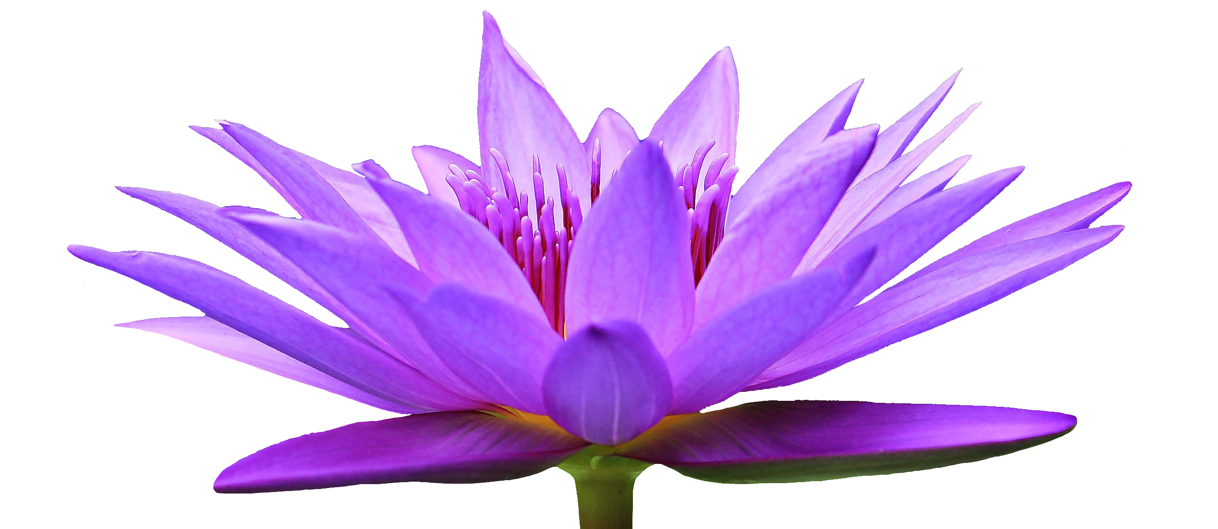 Water lily-5