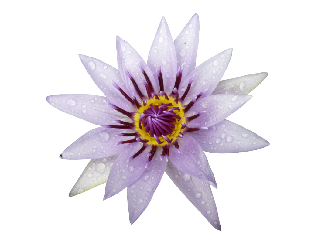 Water Lily Flower PNG