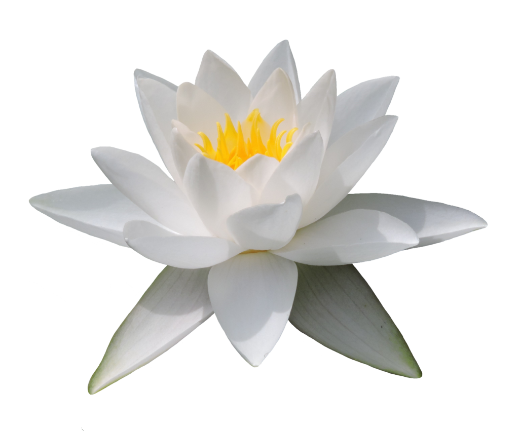 White Water Lily PNG