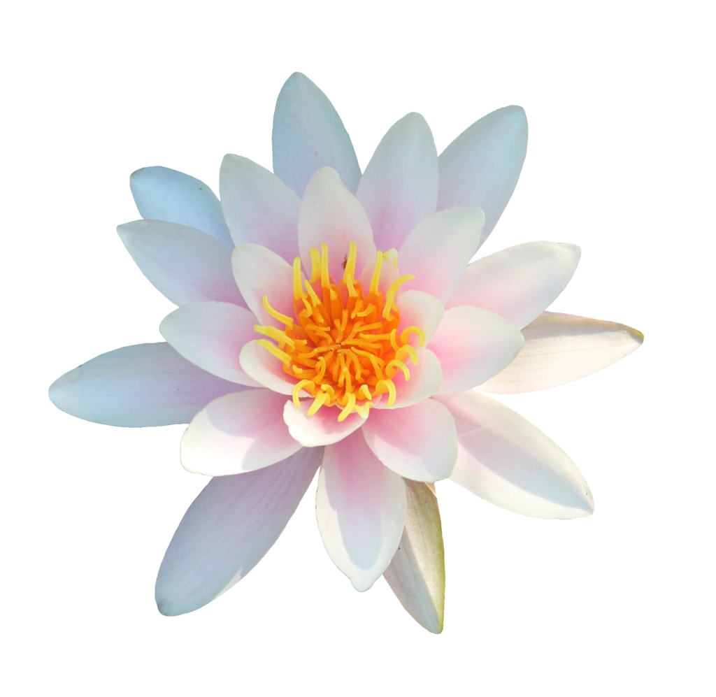 Light Pink Water Lily PNG