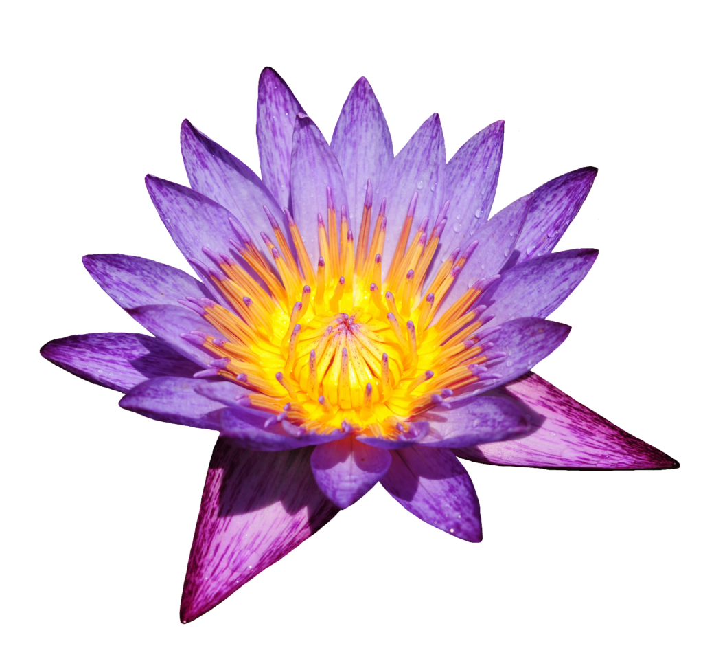 Purple Water Lily PNG