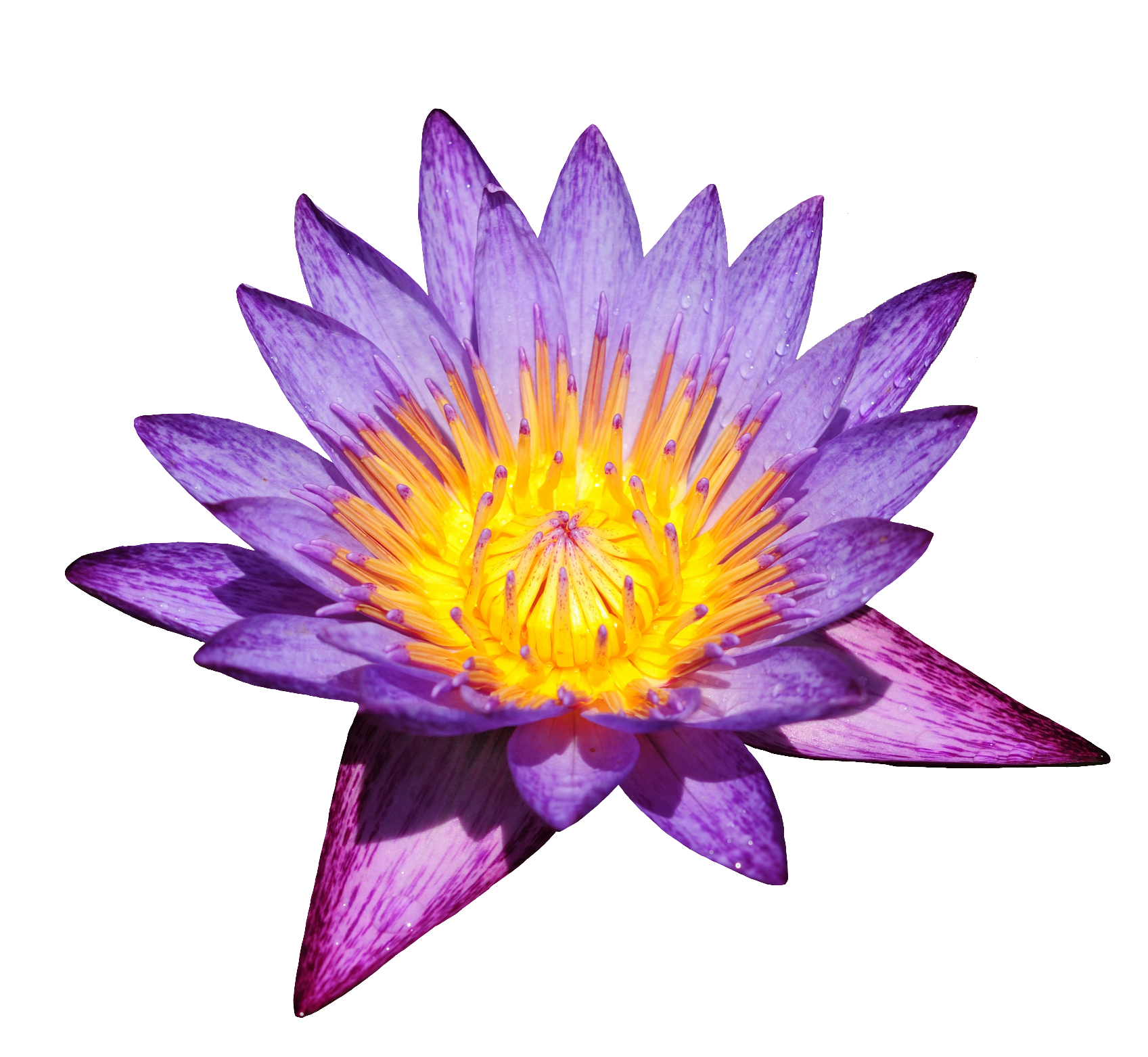 Water lily-9