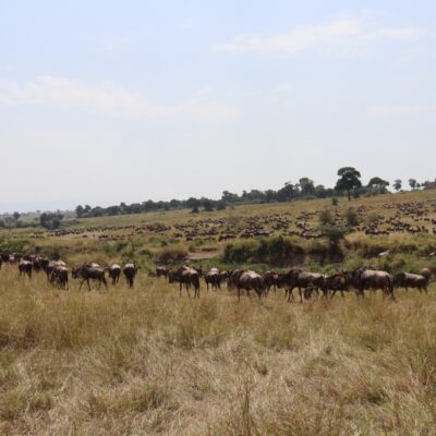 Why Serengeti National Park Is the Crown Jewel of Tanzania Safari Tours
