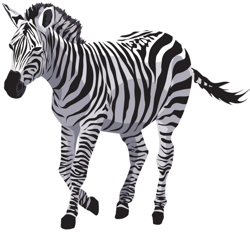 Zebra Illustration png 