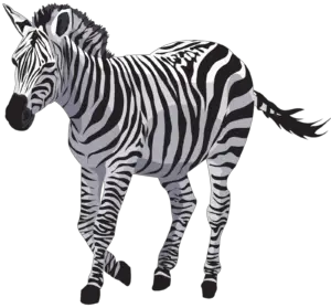 Zebra Illustration png 