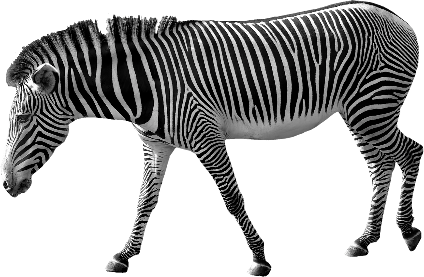 Zebra-14