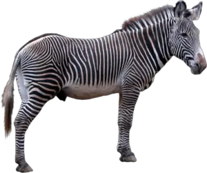 Realistic Zebra Png