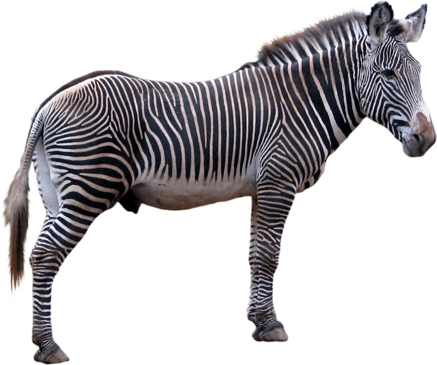 Realistic Zebra Png