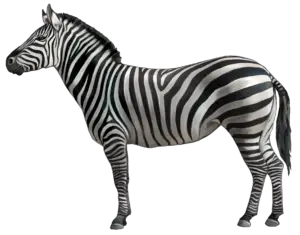 Animated Zebra Png