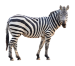Zebra png Image