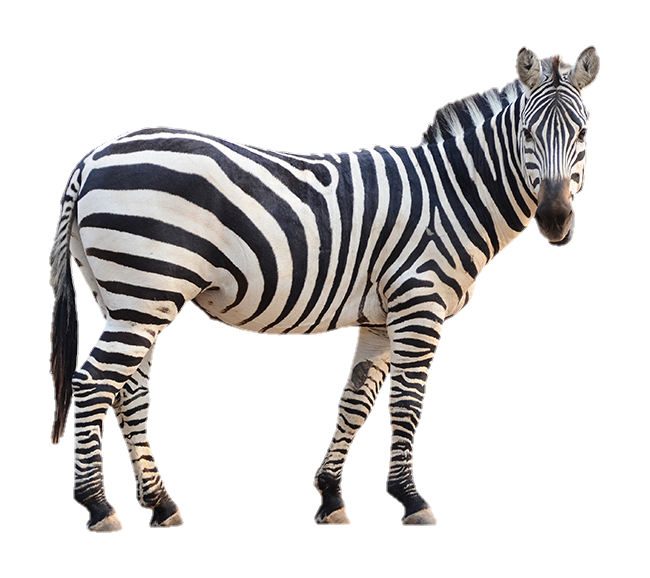 Zebra PNG