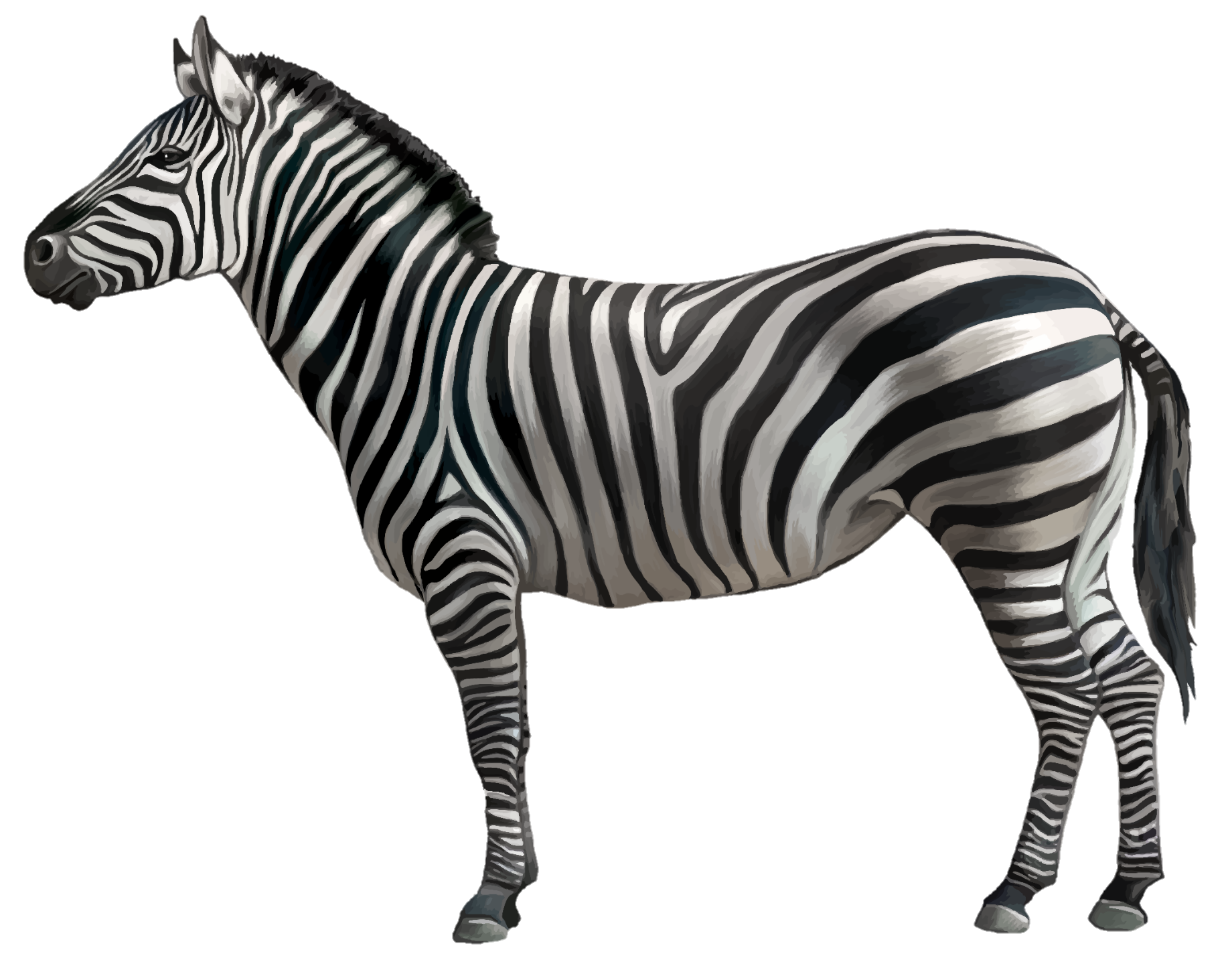 Zebra-20