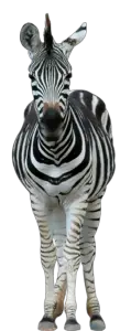 Zebra Front View Png